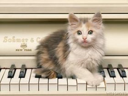 Cat on Piano
