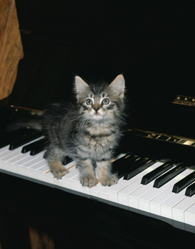 Cat on Piano